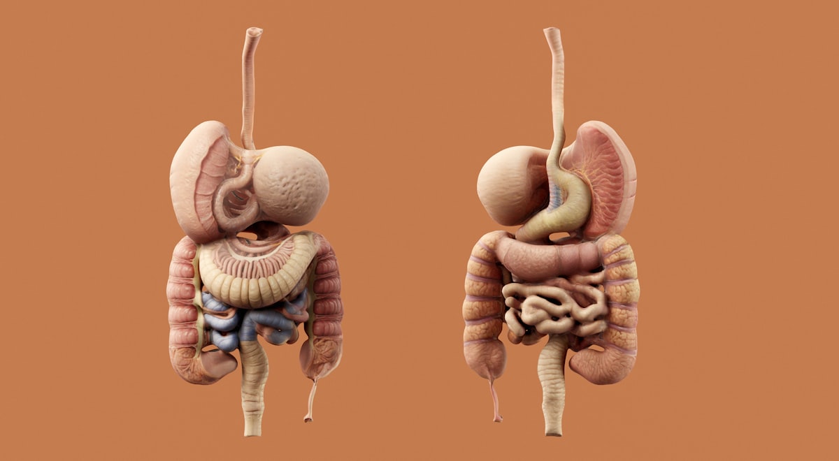 Impacto del estrés en salud intestinal